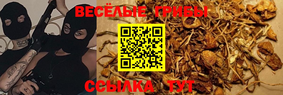 Псилоцибиновые грибы GOLDEN TEACHER  Вход с VPN  Сыктывкар  Галлюциногенные грибы Psilocybe 